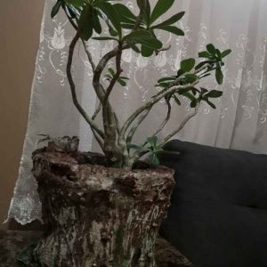 Flower Vase Stump