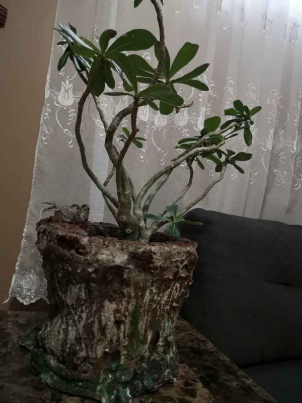 Flower Vase Stump